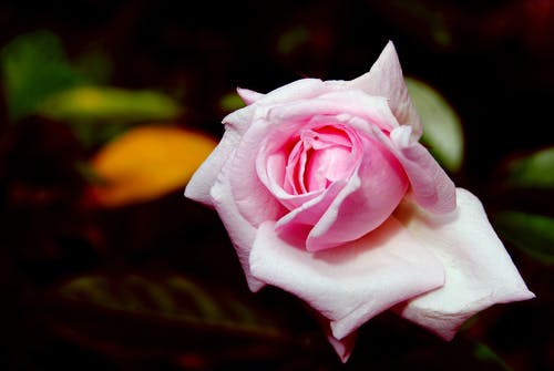 粉红玫瑰花朵的特写照片 · 免费素材图片