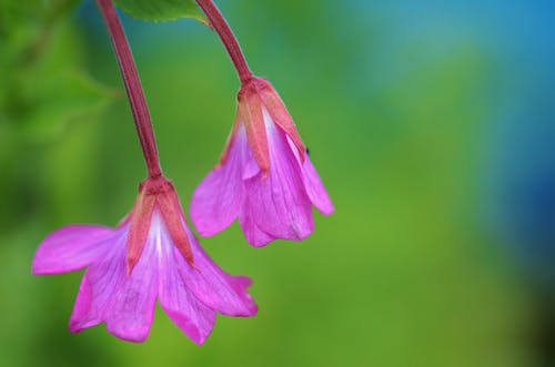 紫色的花瓣花的特写摄影 · 免费素材图片