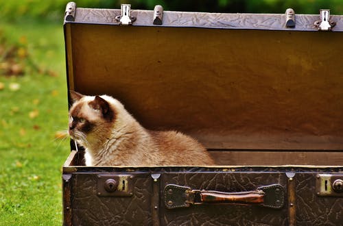 白色和棕色暹罗猫内箱 · 免费素材图片
