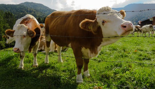 群牛在草地上放牧 · 免费素材图片