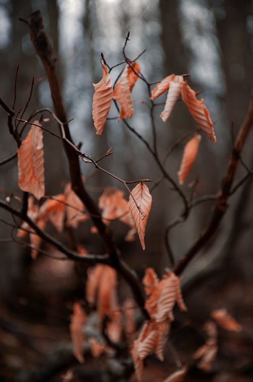 棕色叶子在倾斜移位透镜 · 免费素材图片