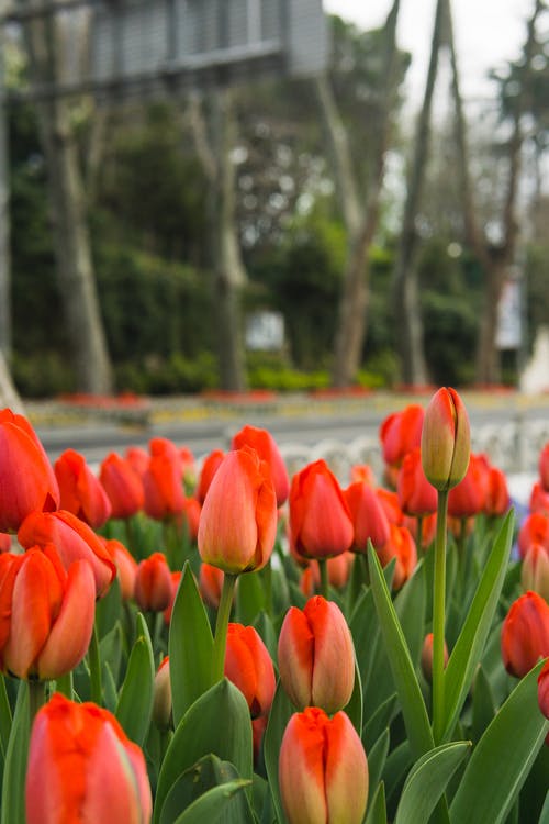 盛开的红色郁金香 · 免费素材图片