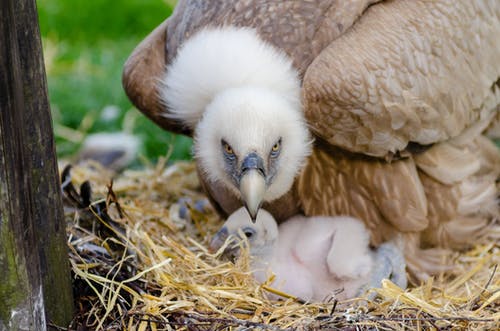 有关巢, 羽毛, 野生动物的免费素材图片