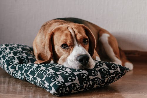 棕色和白色短涂小猎犬躺在枕头上的照片 · 免费素材图片