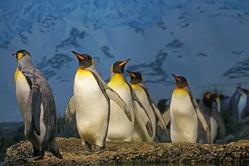 在褐色的表面上行走的企鹅 · 免费素材图片