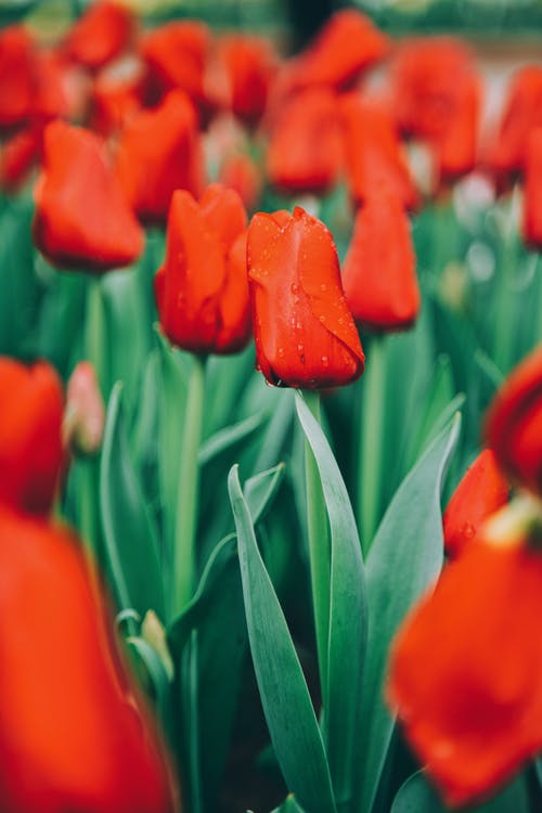 有关垂直拍摄, 天性, 户外的免费素材图片