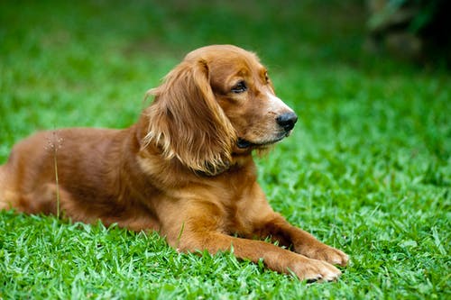 躺在绿草地上的金毛寻回犬 · 免费素材图片