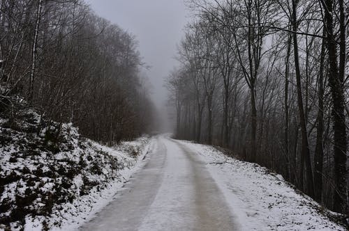 裸树之间的积雪的道路 · 免费素材图片