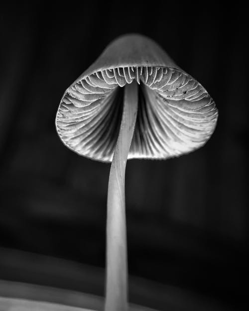 蘑菇的灰度特写照片 · 免费素材图片