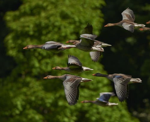 灰棕色鸟飞在一群 · 免费素材图片