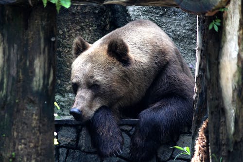 黑金属栅栏上的棕灰熊 · 免费素材图片