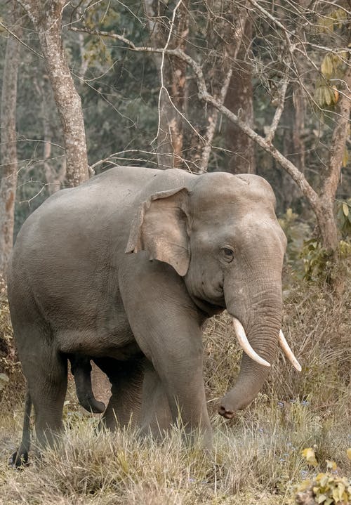 走在森林上的灰象 · 免费素材图片
