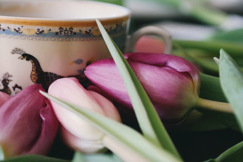 粉色郁金香花的选择性摄影 · 免费素材图片