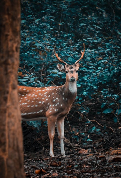 棕鹿在森林里 · 免费素材图片