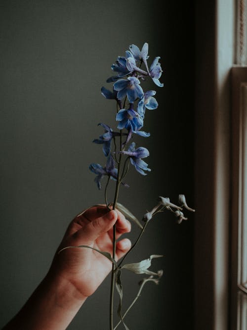 拿着蓝色花的人的照片 · 免费素材图片