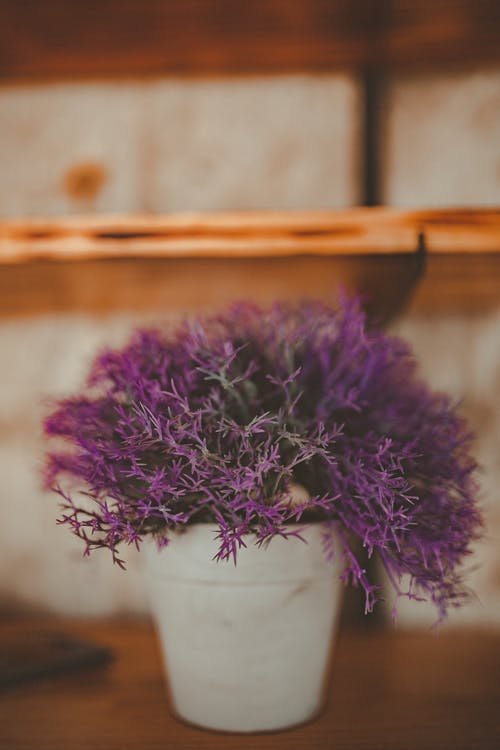 紫色花瓣花 · 免费素材图片