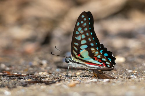 美丽的蝴蝶的微距摄影 · 免费素材图片