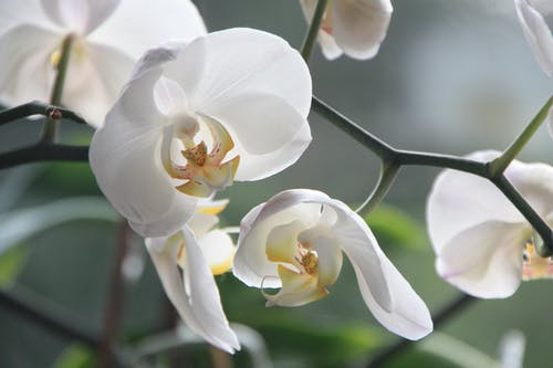 白蛾兰花 · 免费素材图片