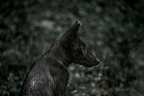 有关侧面图, 动物, 哺乳动物的免费素材图片