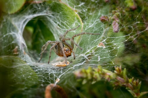 蜘蛛网上的棕色蜘蛛 · 免费素材图片
