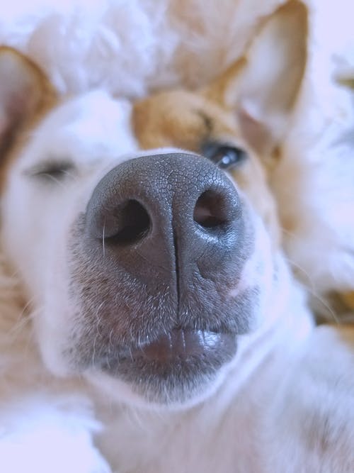 狗的鼻子的特写摄影 · 免费素材图片