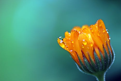 橙色花瓣花 · 免费素材图片