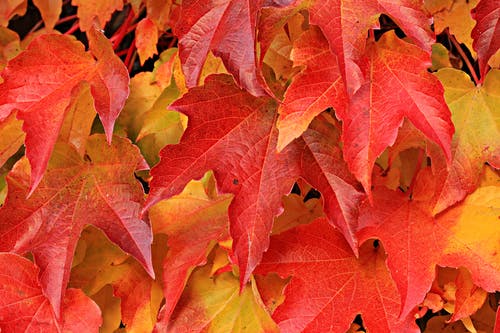 红色和棕色的叶子 · 免费素材图片
