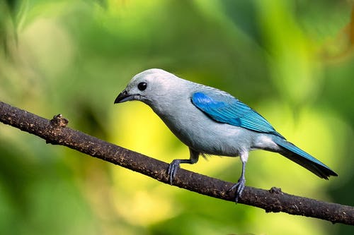 棕色树枝上的蓝色和灰色鸟 · 免费素材图片