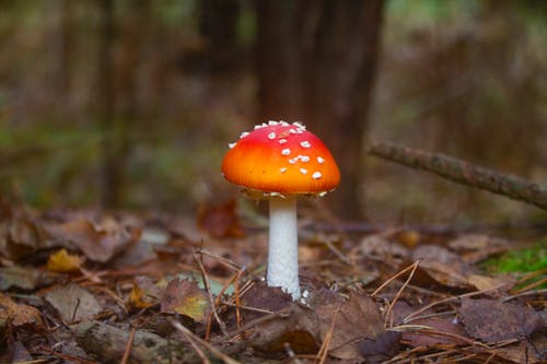 有关天性, 有毒的, 森林蘑菇的免费素材图片