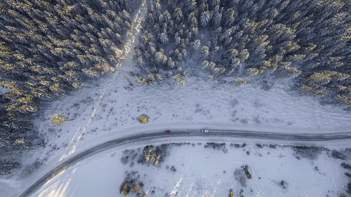 松树航拍旁边道路上的车辆 · 免费素材图片