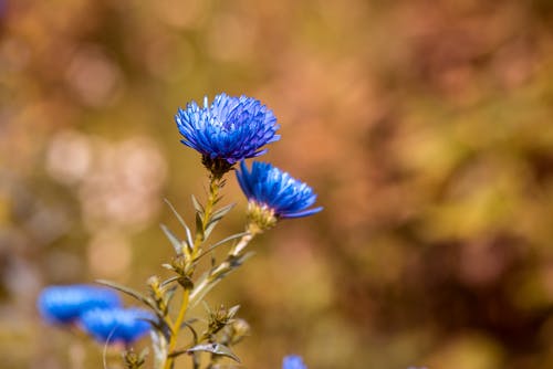 蓝色簇瓣花的特写照片 · 免费素材图片