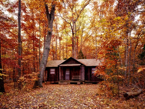 橙叶树上的棕色木屋 · 免费素材图片
