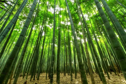 竹林在阳光明媚的一天 · 免费素材图片