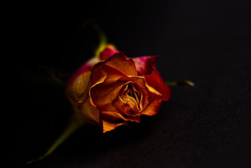 玫瑰花 · 免费素材图片