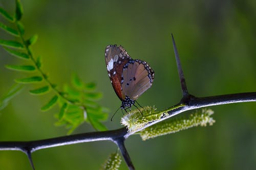 浅色摄影的棕色和黑色蝴蝶栖息在黑色plantbranch · 免费素材图片