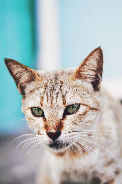 有关动物, 动物摄影, 可爱的免费素材图片