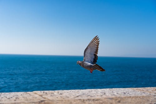 灰色的鸥在海上飞行 · 免费素材图片