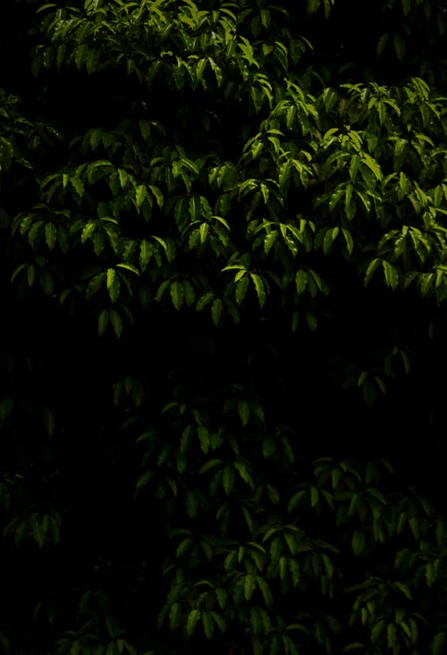 绿树 · 免费素材图片