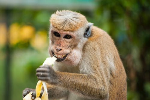 布朗猴子 · 免费素材图片
