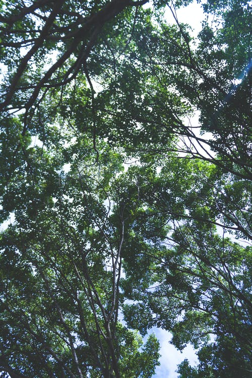 绿叶树木的低角度摄影 · 免费素材图片
