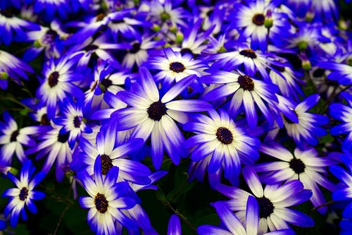 蓝色和白色的花朵 · 免费素材图片