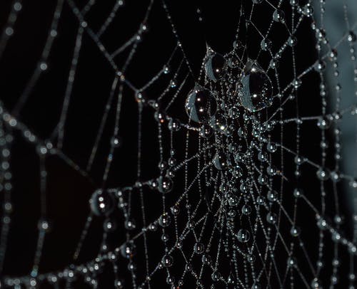 蜘蛛网上的水滴 · 免费素材图片
