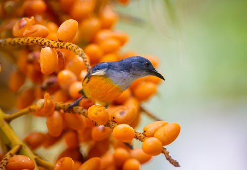 橙腹啄木鸟栖息在树枝上 · 免费素材图片