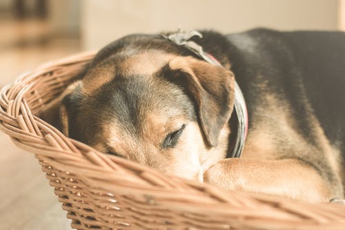 睡觉在棕色柳条筐特写镜头照片的德国牧羊犬小狗 · 免费素材图片