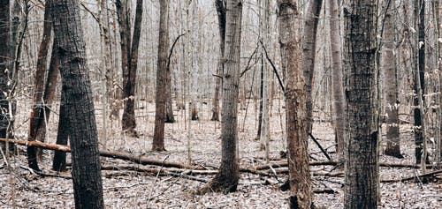 有关下落, 光秃秃的树木, 地平线的免费素材图片