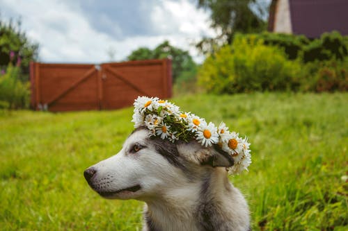 西伯利亚雪橇犬幼犬在绿色的草地上 · 免费素材图片
