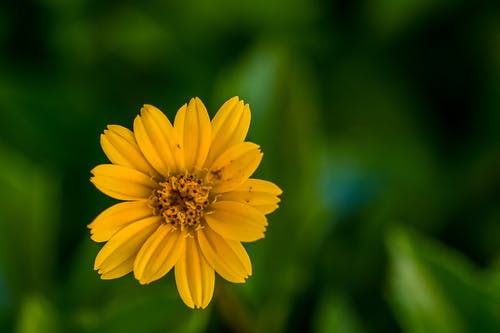 黄色花瓣花的选择性焦点照片 · 免费素材图片