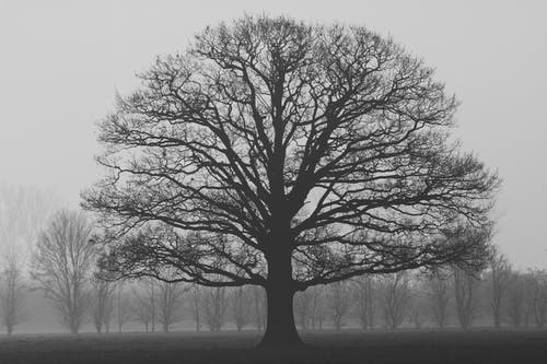 树的灰度摄影 · 免费素材图片