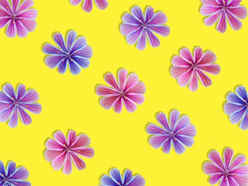 紫色和粉红色的花图 · 免费素材图片