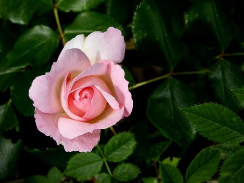 特写摄影中的粉红玫瑰 · 免费素材图片